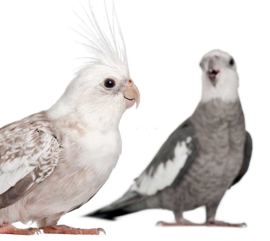Male Vs Female Cockatiels: How They Differ in Behavior and Personality?