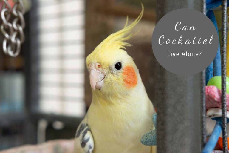 Can Cockatiels Live Alone? – Bird Keeping Guide 2023