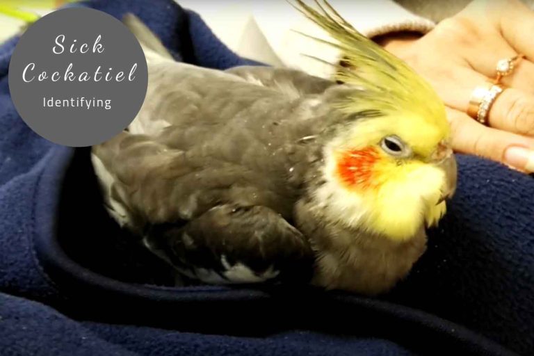 How To Tell If A Cockatiel Is Sick? Expert Opinion 2023