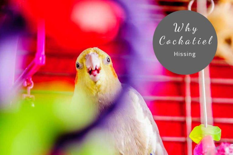 Why Does My Cockatiel Hiss – 3 Easy Steps To Stop Hissing