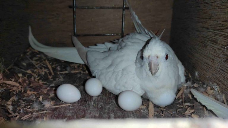 Cockatiel Breeding: What To Do If Your Cockatiel Lays An Egg?