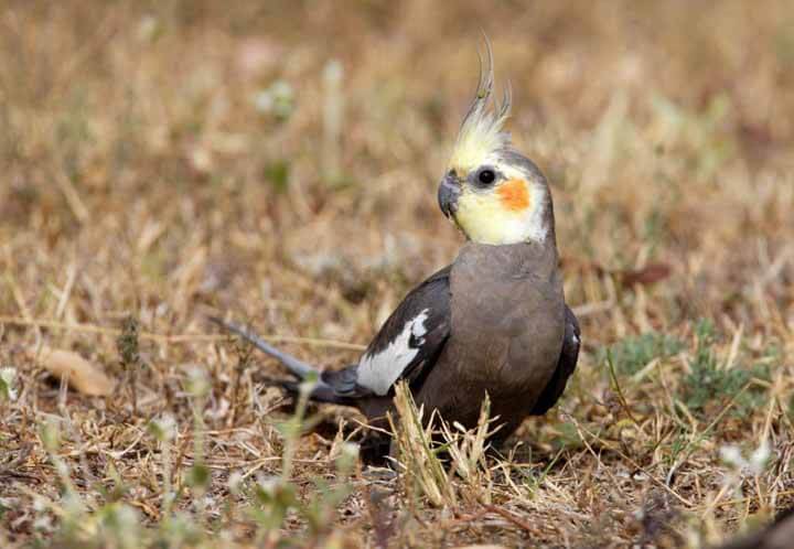 Birds Life Expectancy Can Cockatiel Survive In The Wild