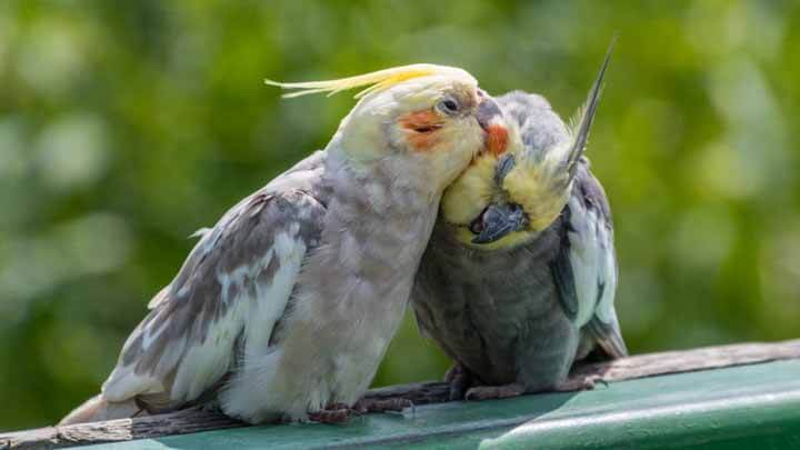 The Gender Identification How To Tell If A Cockatiel Is Male Or Female