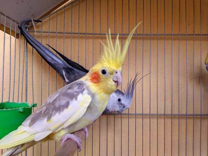 Why is My Cockatiel Shaking All I Need To Know